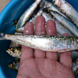 サビキ釣りでイワシ